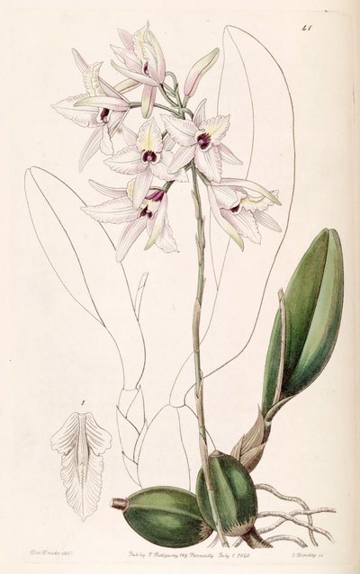 Laelia rubescens by Miss Drake